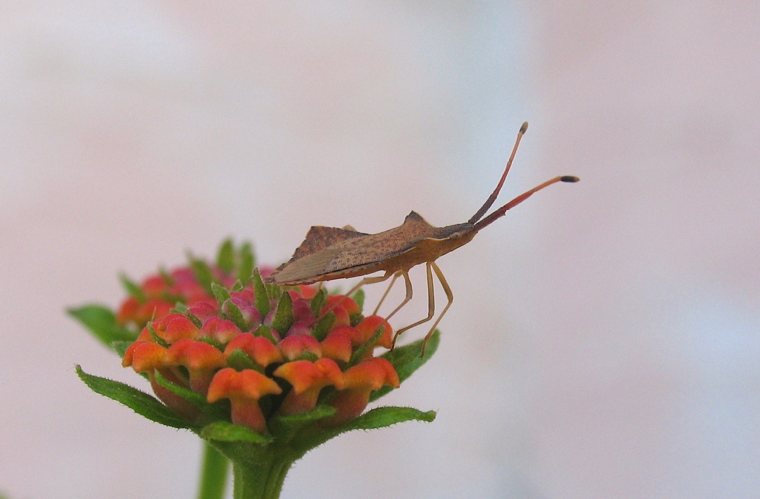 Coreidae: Syromastus rhombeus della Sardegna (OT)